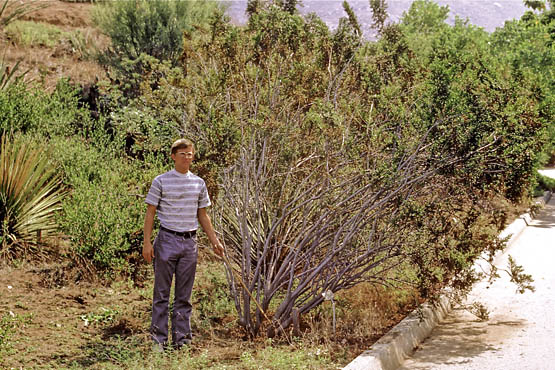 Unknown person standing next to the sacrificed UCR Botanic Garden test study creosote (1976).