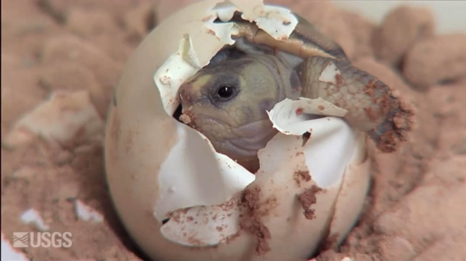 USGS: THe Heat is On