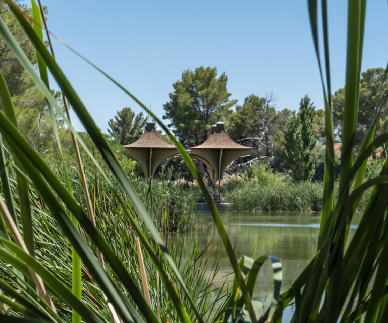 Overgrown reeds and landscaping provides habitat for migrating birds at Cal City's recreational lake.