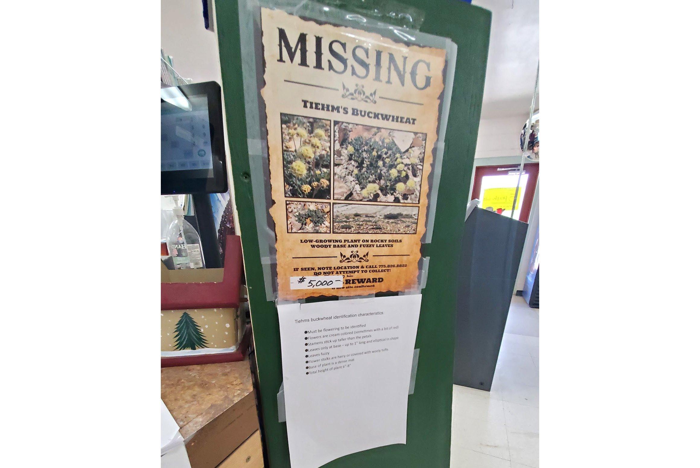 Patrick Donnelly photographed this "wanted poster” on June 3, 2020. Ioneer representatives posted it at the Dyer general store. Donnelly and Naomi Fraga, Conservation Director of the California Botanical Garden, discovered the decimated Tiehm’s buckwheat at the Rhyolite Ridge on September 12, 2020.