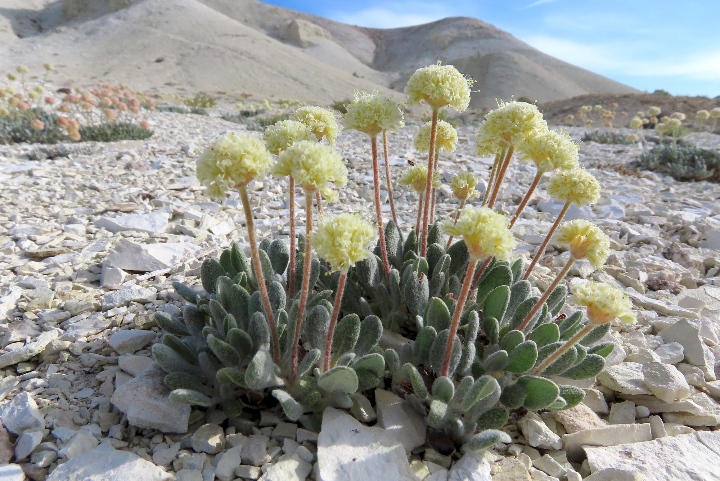 Tiehm's buckwheat (Eriogonum tiehmii) is a federally listed endangered species that thrives exclusively on ten acres at Rhyolite Ridge, NV. Photo: Patrick Donnelly.