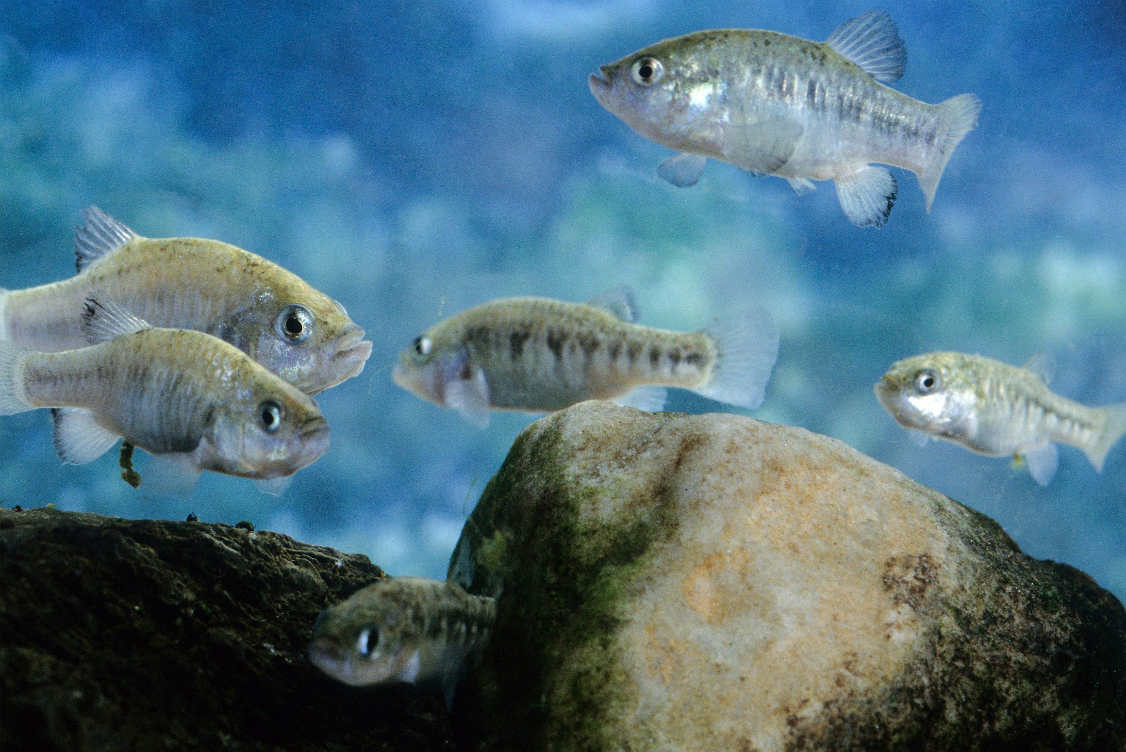 The endangered Ash Meadows Amargosa pupfish (Cyprinodon nevadensis mionectes) is one of two endemic Ash Meadows species found in Fairbanks Spring at the Ash Meadows National Wildlife Refuge. The spring is roughly 2,000 feet from Rover Metals' proposed exploratory drilling sites. Photo: Jason Stone, USFWS.